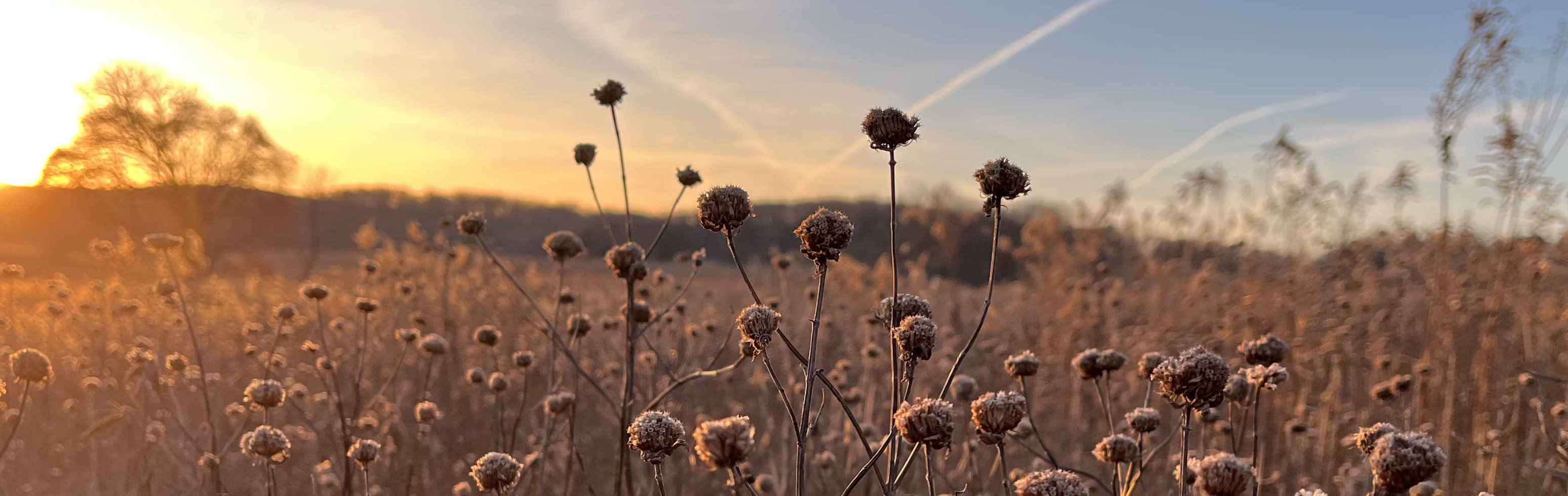 Landscape photo featuring clusters of tan flowers in the foreground and a sunset skyline.