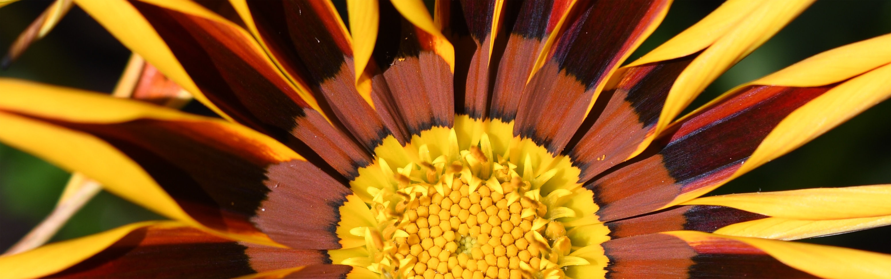 Macro photo of yellow and maroon flower.