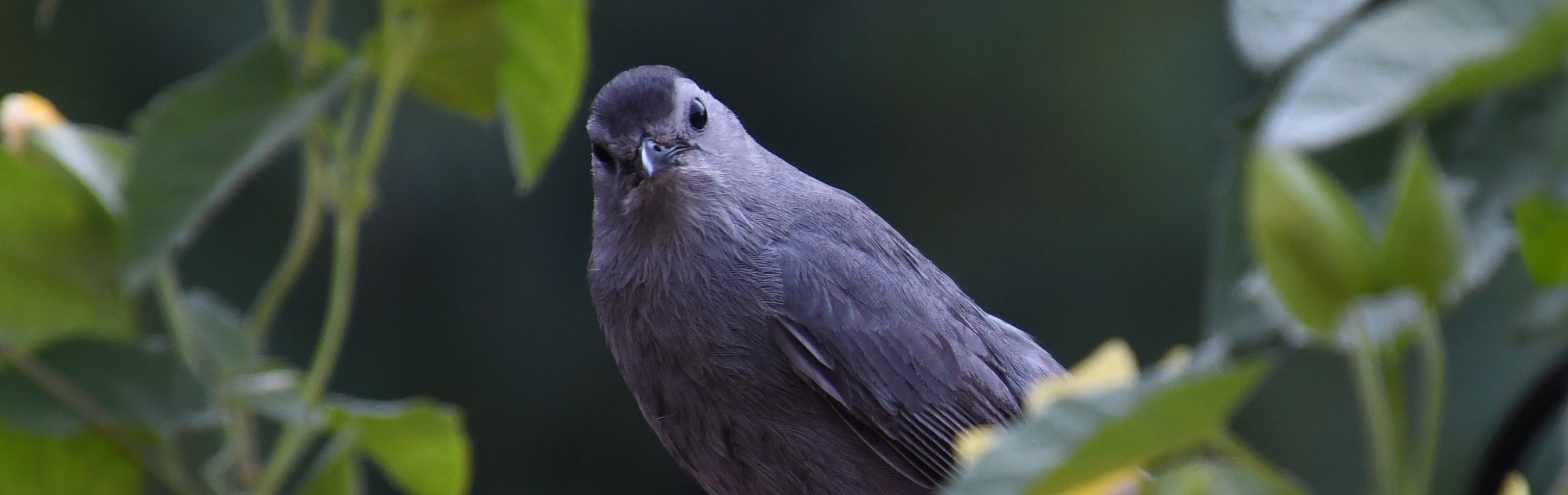 Photo of a Catbird looking directly at the camera, surrounded by greenery.
