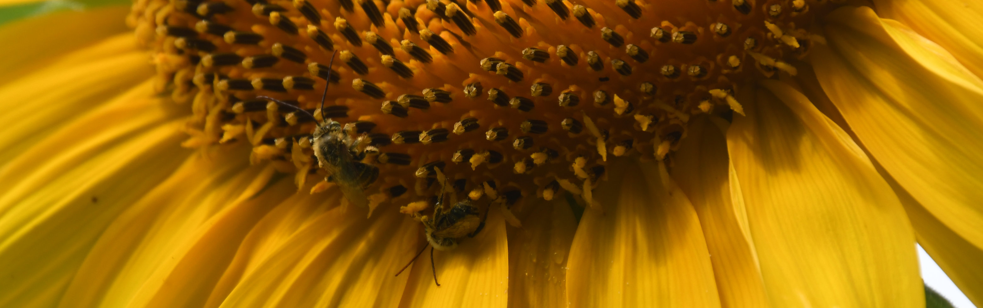 Macro photo of a sunflower featuring two bees.